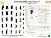 手塚治虫 コレクションカード まとめ 2000 流線型事件 おやじの宝島 ロマンス島 昆虫図鑑 河川汽車 ママ探偵物語 088 082 083 084 085 086 087 079 080 サムネイル 7