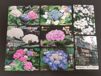 【未使用】パスネット Tカード 文京あじさいまつり 紫陽花 花 風景 白山神社 東京都交通局 8枚セット コレクション