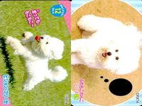 Dog Cat Wanko Card Lot PIXTA Animals Pet Japanese Cards サムネイル 8