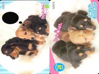 Dog Cat Wanko Card Lot PIXTA Animals Pet Japanese Cards サムネイル 4