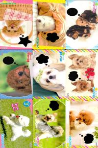 Dog Cat Wanko Card Lot PIXTA Animals Pet Japanese Cards サムネイル 1