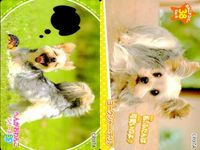 Dog Cat Wanko Card Lot PIXTA Animals Pet Japanese Cards サムネイル 9