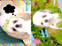 Dog Cat Wanko Card Lot PIXTA Animals Pet Japanese Cards サムネイル 6