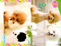 Dog Cat Wanko Card Lot PIXTA Animals Pet Japanese Cards サムネイル 10