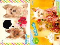 Dog Cat Wanko Card Lot PIXTA Animals Pet Japanese Cards サムネイル 7