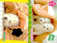 Dog Cat Wanko Card Lot PIXTA Animals Pet Japanese Cards サムネイル 3