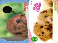 Dog Cat Wanko Card Lot PIXTA Animals Pet Japanese Cards サムネイル 5