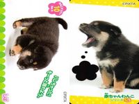 カード わんこ カード まとめ PIXTA 犬 猫 にゃんこ サムネイル 4
