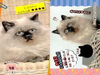 カード わんこ カード まとめ PIXTA 犬 猫 にゃんこ サムネイル 10
