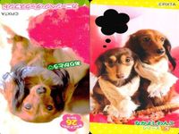 カード わんこ カード まとめ PIXTA 犬 猫 にゃんこ サムネイル 3