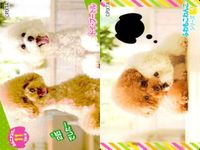 カード わんこ カード まとめ PIXTA 犬 猫 にゃんこ サムネイル 8