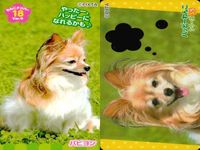 カード わんこ カード まとめ PIXTA 犬 猫 にゃんこ サムネイル 5