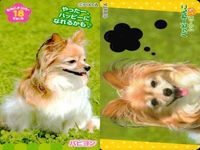 カード わんこ カード まとめ PIXTA 犬 猫 にゃんこ サムネイル 6