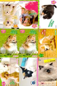 カード わんこ カード まとめ PIXTA 犬 猫 にゃんこ サムネイル 1