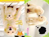 カード わんこ カード まとめ PIXTA 犬 猫 にゃんこ サムネイル 2