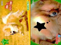 カード わんこ カード まとめ PIXTA 犬 猫 にゃんこ サムネイル 7