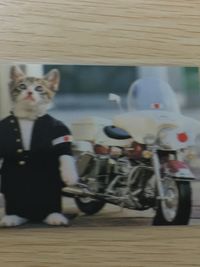 なめ猫 全日本暴猫連合 なめんなよ ラミネート ラミカ なめんなよ なめ猫 なめんなよ 警官猫 トレカ BR-119 TRY-X CO.LTD ラミネートカード(ラミカ) サムネイル 3