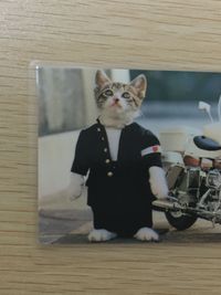 なめ猫 全日本暴猫連合 なめんなよ ラミネート ラミカ なめんなよ なめ猫 なめんなよ 警官猫 トレカ BR-119 TRY-X CO.LTD ラミネートカード(ラミカ) サムネイル 2