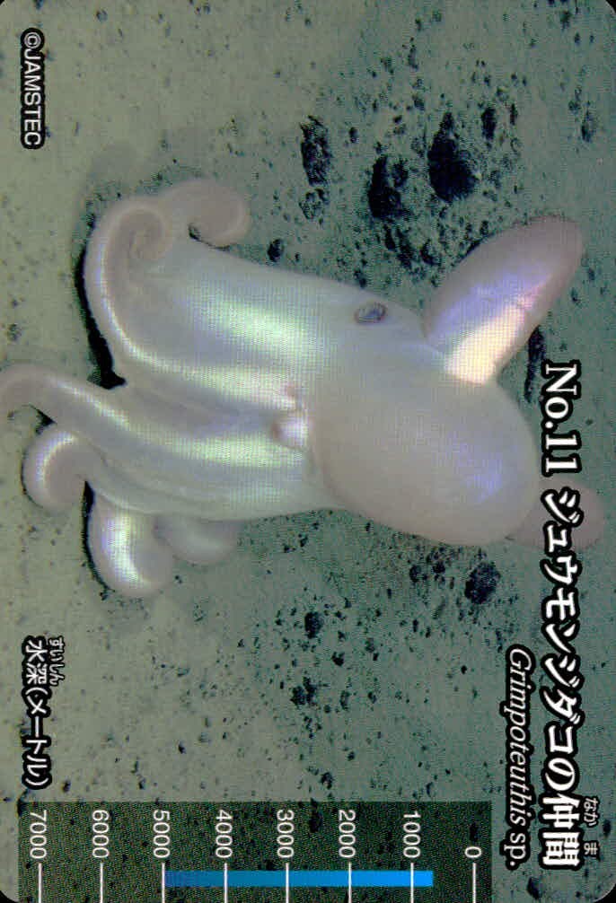 meiji生物図鑑 明治 生物図鑑 meiji 生物図鑑 海洋生物 カード カード ジュウモンジダコの仲間 トレカ No.11 明治(meiji) 食玩 ウエハース