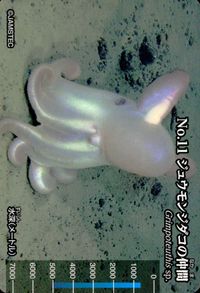 meiji生物図鑑 明治 生物図鑑 meiji 生物図鑑 海洋生物 カード カード ジュウモンジダコの仲間 トレカ No.11 明治(meiji) 食玩 ウエハース サムネイル 1