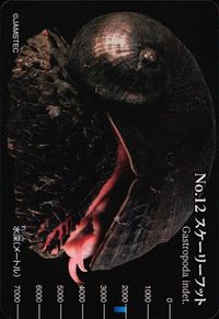 meiji生物図鑑 meiji 生物図鑑 meiji 生物図鑑 海洋生物 カード カード スケーリーフット トレカ No.12 明治 食玩 サムネイル 1