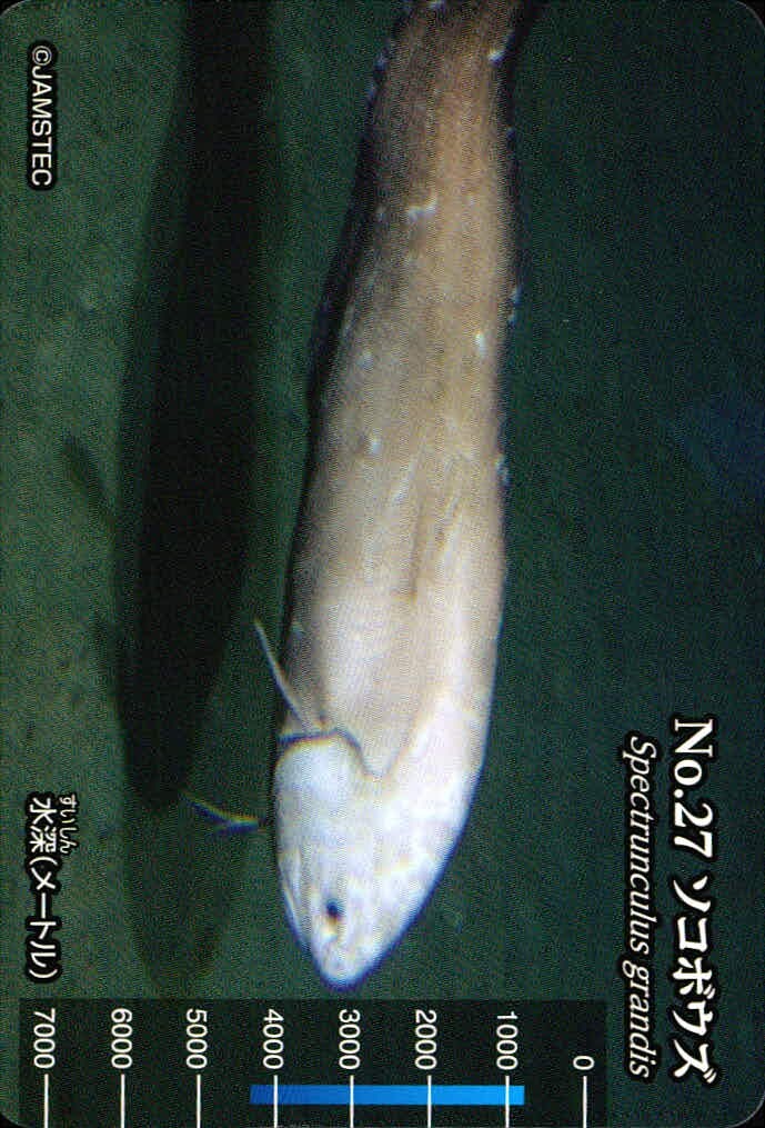 meiji生物図鑑 明治 生物図鑑 meiji 生物図鑑 海洋生物 カード カード ソコボウズ トレカ No.27 明治(meiji) 食玩 ウエハース