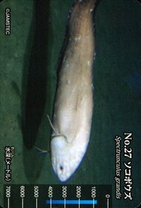 meiji生物図鑑 明治 生物図鑑 meiji 生物図鑑 海洋生物 カード カード ソコボウズ トレカ No.27 明治(meiji) 食玩 ウエハース サムネイル 1