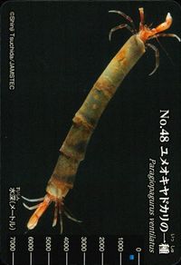 明治 生物図鑑グミ meiji 生物図鑑 海洋生物 カード カード ユメオキヤドカリの一種 トレカ No.48 明治(meiji) 食玩 サムネイル 1
