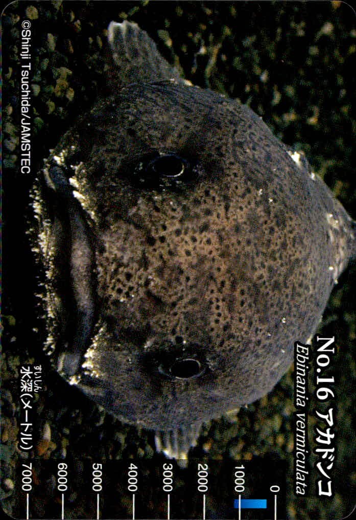 Meiji Seibutsu Zukan No.16 Akadonsuko Fish Card Japanese