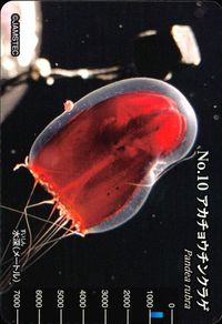 明治生物図鑑 明治 生物図鑑グミ meiji 生物図鑑 海洋生物 カード カード アカチョウチンクラゲ トレカ No.10 明治 食玩 サムネイル 1