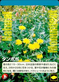 Natural Monuments わがままな天然列島 日本の天然記念物 Natural monuments わがままな天然列島 カード カード タンポポ トレカ 0007 海洋堂 小学館 日本の天然記念物公式TCG サムネイル 1