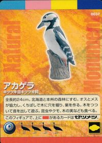 天然記念物TCG Natural Monuments わがままな天然列島 日本の天然記念物 Natural monuments わがままな天然列島 カード カード アカゲラ トレカ 0037 海洋堂 小学館 サムネイル 1