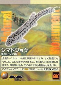 Natural Monuments わがままな天然列島 日本の天然記念物 Natural monuments わがままな天然列島 カード カード シマドジョウ トレカ 0019 海洋堂 小学館 サムネイル 1