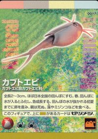 Natural Monuments わがままな天然列島 日本の天然記念物 Natural monuments わがままな天然列島 カード カード カブトエビ トレカ 0017 海洋堂 小学館 日本の天然記念物公式TCG サムネイル 1