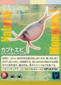 ナチュラルモニュメンツ Natural Monuments わがままな天然列島 日本の天然記念物 Natural monuments わがままな天然列島 カード カード カブトエビ トレカ 0017 海洋堂 小学館 サムネイル 1