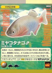 ナチュラルモニュメンツ Natural Monuments わがままな天然列島 日本の天然記念物 Natural monuments わがままな天然列島 カード カード ミヤコタナゴ トレカ 0033 海洋堂 小学館 TCG サムネイル 1