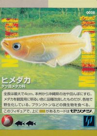 Natural Monuments わがままな天然列島 日本の天然記念物 Natural monuments わがままな天然列島 カード カード ヒメダカ トレカ 0028 海洋堂 小学館 サムネイル 1