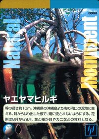 Natural Monuments わがままな天然列島 日本の天然記念物 Natural monuments わがままな天然列島 カード カード ヤエヤマヒルギ トレカ 0008 海洋堂 小学館 日本の天然記念物公式TCG サムネイル 1