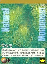 ナチュラルモニュメンツ Natural Monuments わがままな天然列島 日本の天然記念物 Natural monuments わがままな天然列島 カード カード マツモ トレカ 0007 海洋堂 小学館 サムネイル 1