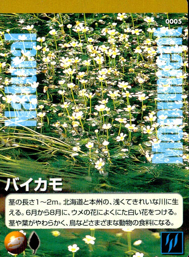 天然記念物TCG Natural Monuments わがままな天然列島 日本の天然記念物 Natural monuments わがままな天然列島 カード カード バイカモ トレカ 0005 海洋堂 小学館 TCG