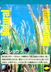 ナチュラルモニュメンツ Natural Monuments わがままな天然列島 日本の天然記念物 Natural monuments わがままな天然列島 カード カード ウミショウブ トレカ 0001 海洋堂 小学館 サムネイル 1
