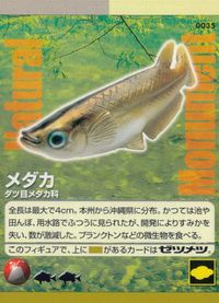 ナチュラルモニュメンツ Natural Monuments わがままな天然列島 日本の天然記念物 Natural monuments わがままな天然列島 カード カード メダカ トレカ 0035 海洋堂 小学館 サムネイル 1