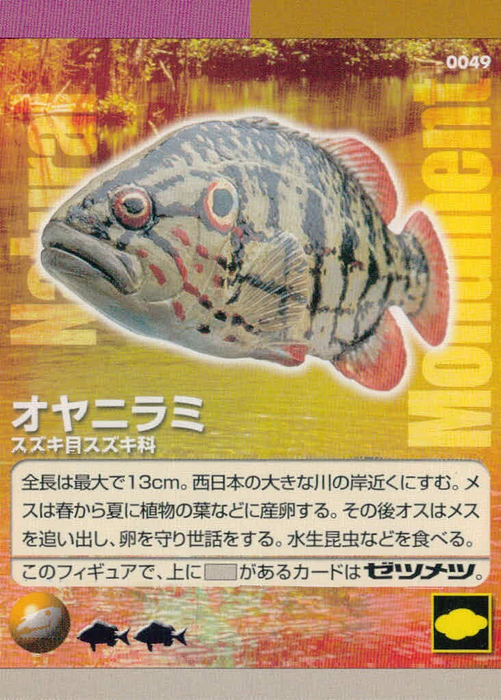 Natural Monuments わがままな天然列島 日本の天然記念物 Natural monuments わがままな天然列島 カード カード オヤニラミ トレカ 0049 海洋堂 小学館