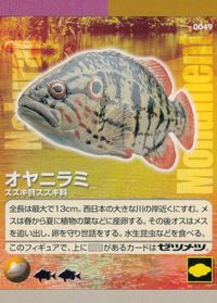 Natural Monuments わがままな天然列島 日本の天然記念物 Natural monuments わがままな天然列島 カード カード オヤニラミ トレカ 0049 海洋堂 小学館 サムネイル 1