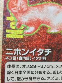 ナチュラルモニュメンツ Natural Monuments わがままな天然列島 日本の天然記念物 Natural monuments わがままな天然列島 キラ R レア カード カード ニホンイタチ トレカ R0013 R サムネイル 2