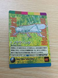 Natural Monuments わがままな天然列島 日本の天然記念物 Natural monuments わがままな天然列島 キラ R レア カード カード トノサマバッタ トレカ R0011 R 海洋堂 小学館 サムネイル 1