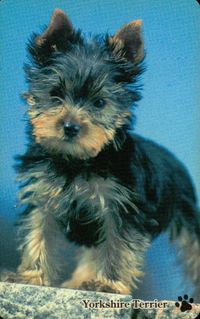 カバヤ 子犬物語 子犬物語 カバヤ カード カード ヨークシャー テリア トレカ 12 食玩 メッセージ サムネイル 1