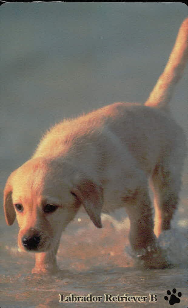 カバヤ 子犬物語 子犬物語 カバヤ カード カード ラブラドール レトリーバー B トレカ 9 食玩メッセージ