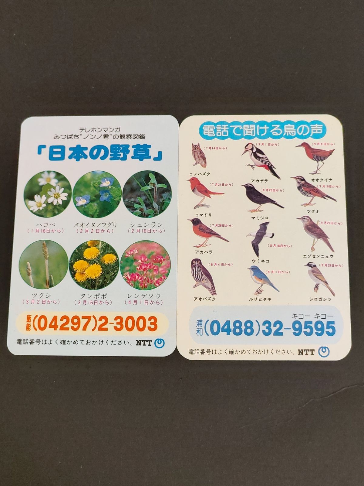 NTT テレホンサービス カード 当時もの 日本の野草 鳥の声