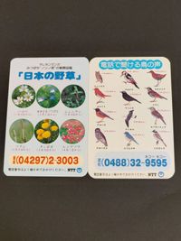NTT テレホンサービス カード 当時もの 日本の野草 鳥の声 サムネイル 1